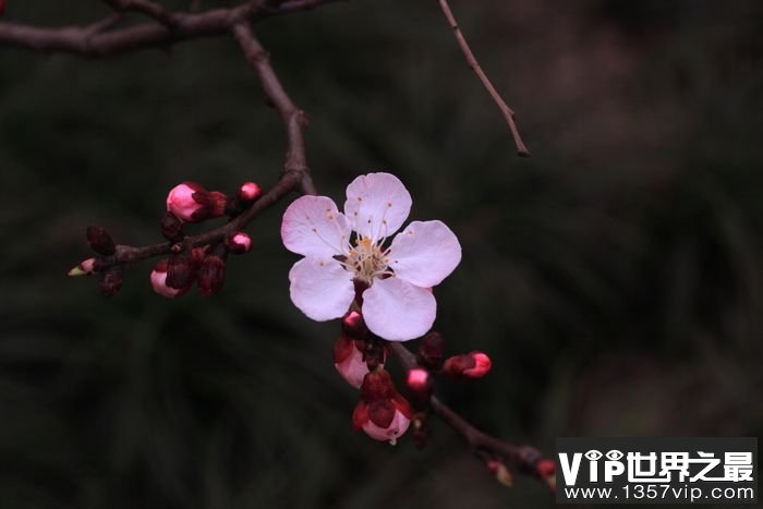 关于梅花的唯美句子