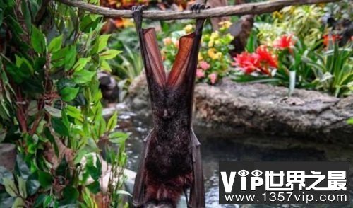 世界上最大的蝙蝠，展开翅膀比人都长