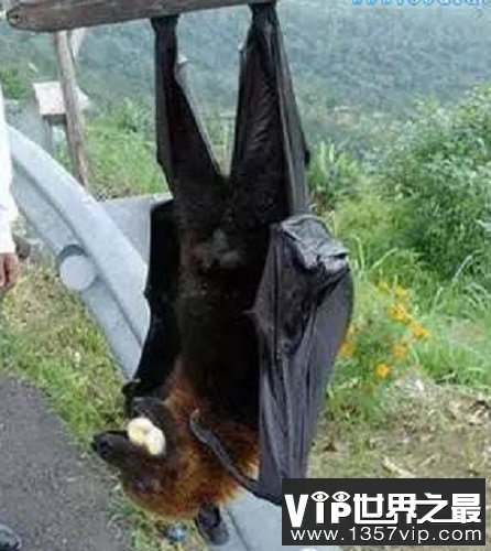 世界上最大的蝙蝠，展开翅膀比人都长