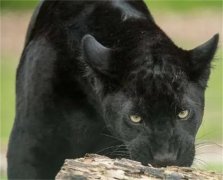 10种稀有的黑色动物是什么（黑美洲狮）