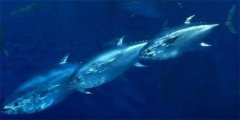 盘点海洋中价值不菲的10种鱼类有哪些（蓝鳍金枪鱼）