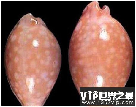 世界上最美的几种海螺，贝壳造型独特，有玉石般的光泽