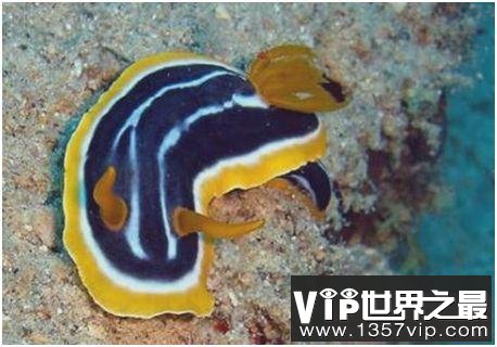 世界上最奇怪的海螺，海兔的体表没有外壳