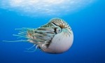 世界上最古老的海螺，鹦鹉螺已在地球上生活了5亿年