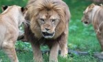 世界上最大的狮子，巴巴里狮全长可达3.6米，纯种已灭绝