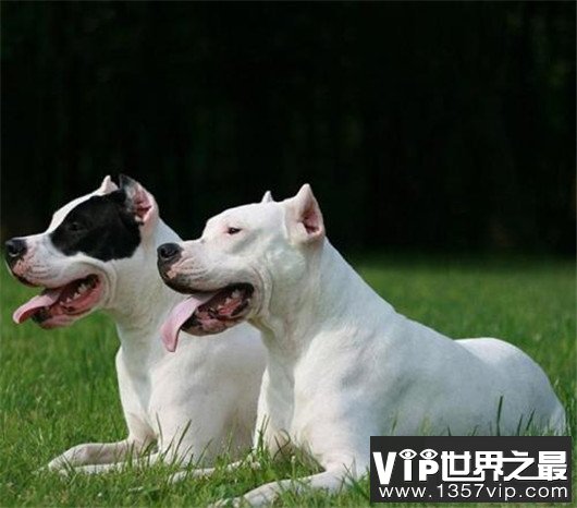 世界上最大的十个狗品种排名，大丹犬甚至比马高（2.2米高）