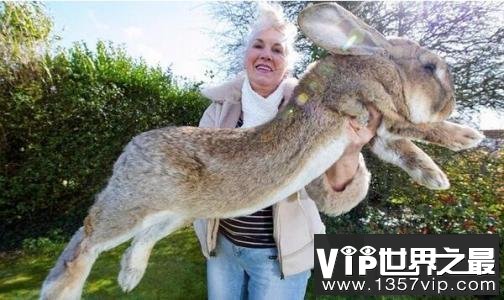 世界上最大的兔子，长达一米多！
