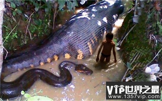 世界上最大的蛇能长到12米，体重能达到700斤左右