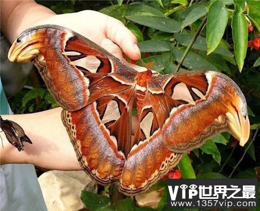 世界上最大的昆虫，竹节虫超半米排第一，泰坦甲虫仅第四