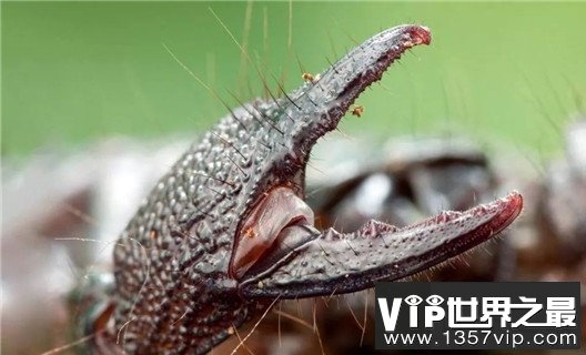 世界上最大的蝎子，非洲帝王蝎均长40厘米（分泌的毒液能救人）