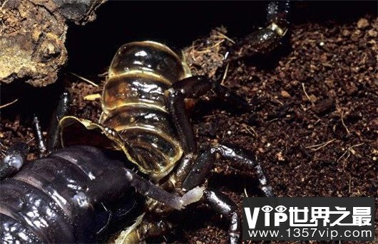 世界上最大的蝎子，非洲帝王蝎均长40厘米（分泌的毒液能救人）