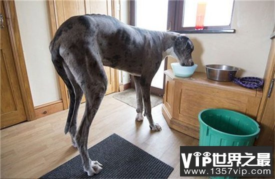 世界最高大的狗体重破百公斤，看到动物受伤会流泪