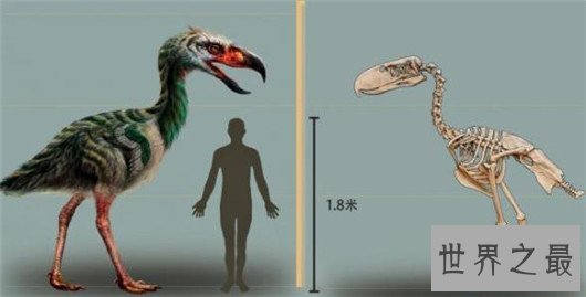 世界上最大的鸟，象鸟可达4.5米，体重过半吨