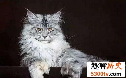 世界上最大的猫缅因猫，温柔巨猫呆萌逗趣！