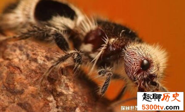 外形酷似国宝  熊猫蚂蚁为何是蜜蜂  而不是蚂蚁