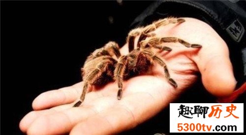 世界上最大的蜘蛛，最大的蜘蛛竟然和人的拳头一样大