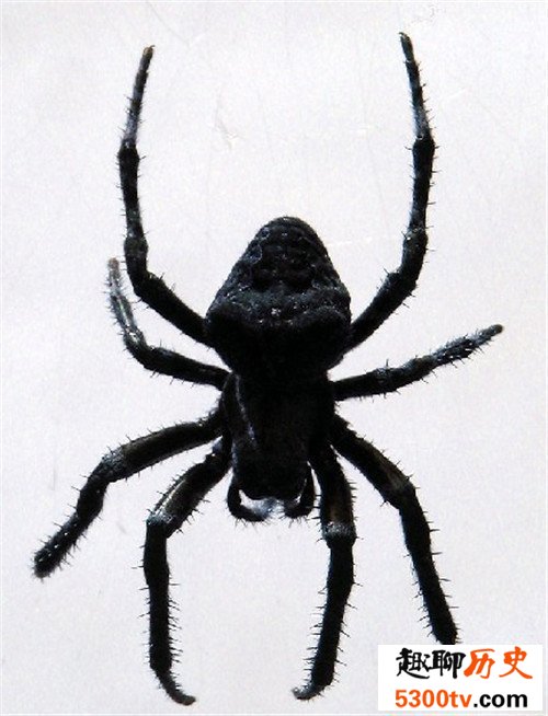 世界上最大的蜘蛛，最大的蜘蛛竟然和人的拳头一样大