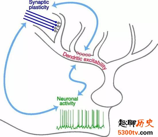 为什么游泳学会了就不会忘记？程序性记忆的储存作用