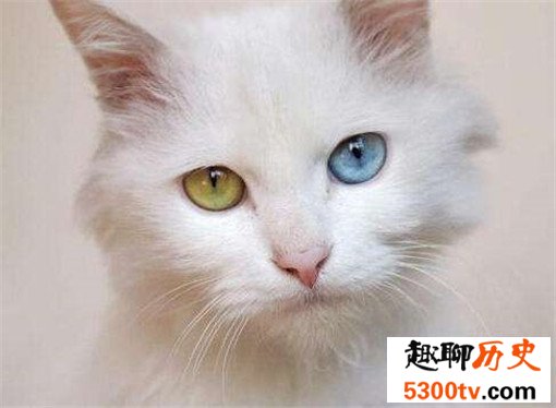 最大的猫排行榜前十名，最大热带草原猫体长超过半米