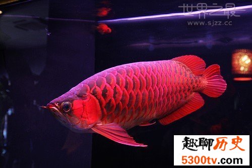 世界最贵的鱼是什么鱼，血红龙500万/金钱鳘300万
