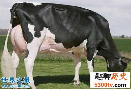 世界上最贵的10个动物，绿猴赛马价值1600万美元