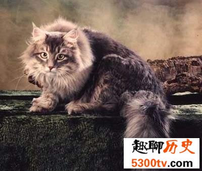 世界上最大的猫“温柔巨人” 还有一只吉尼斯纪录跟金毛狗一样大