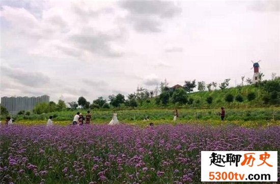 中国十大最美的薰衣草花田，这么美的薰衣草花海你见过吗？