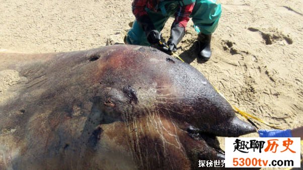 不明生物尸体被冲上马来西亚海滩 马来西亚突现不明尸体