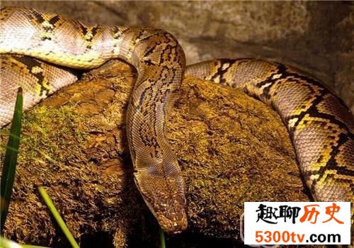 现存的世界最大蟒蛇 一口吃个鳄鱼！