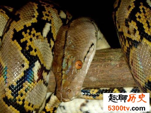 现存的世界最大蟒蛇 一口吃个鳄鱼！