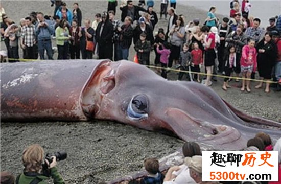 世界上最大的鱿鱼体重竟重达900多斤，竟然只能活一年