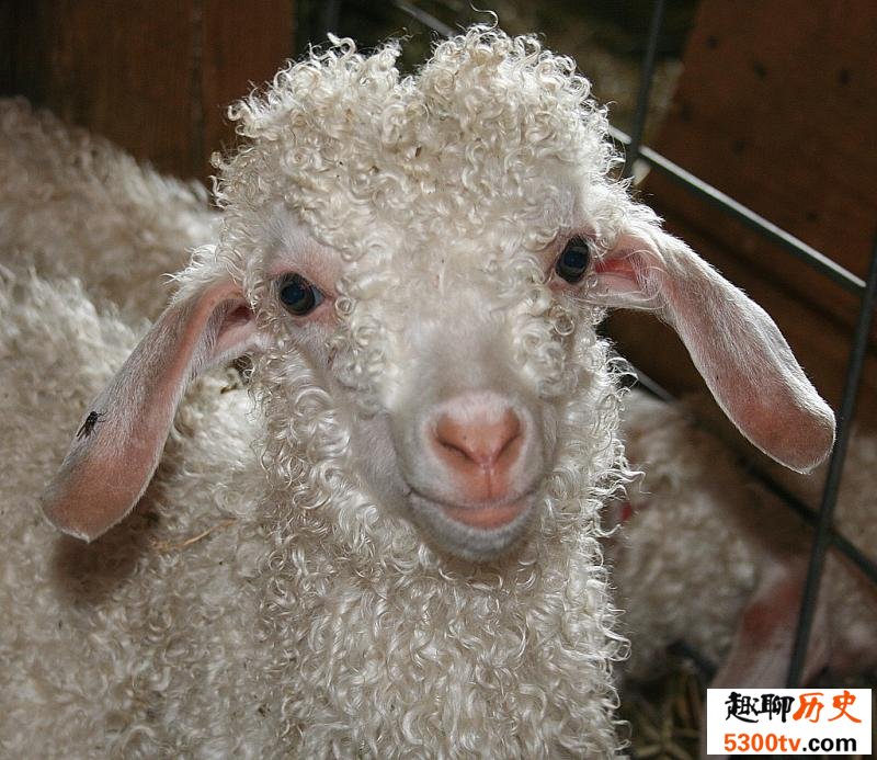 马海毛其实是安哥拉山羊毛
