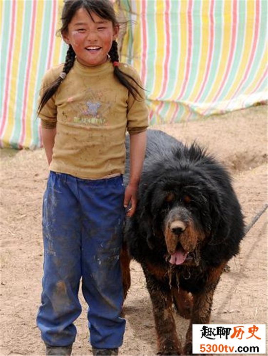 世界上最大的藏獒站起来，相当于一个一米八的成年人