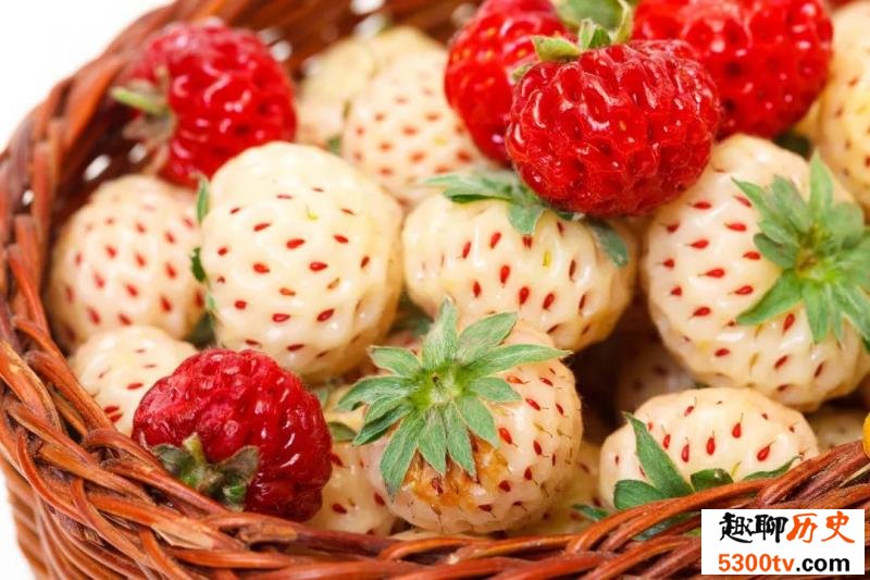 白色草莓是转基因水果吗