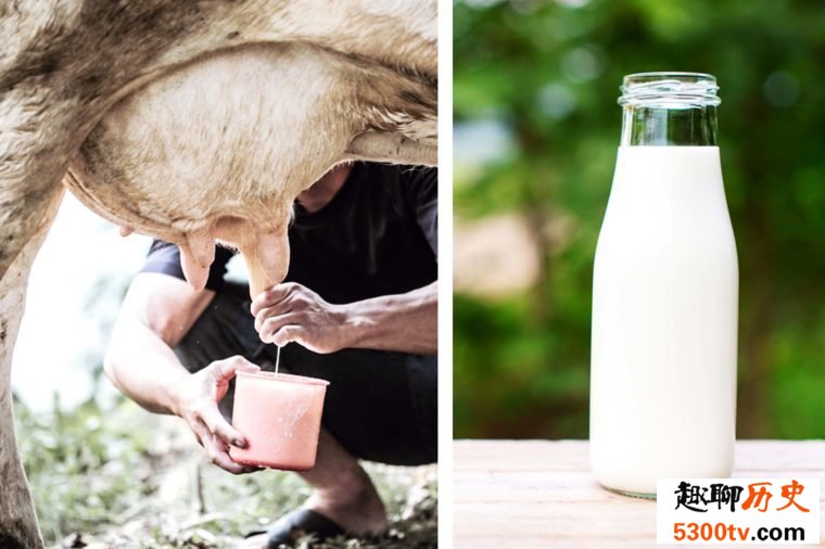 喝现挤的生牛奶对健康有害吗