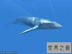 世界上最大的鲸鱼竟然这么大 亲眼看能吓死了