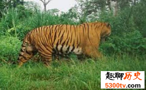 最大的猫科动物巨虎 史上无敌大
