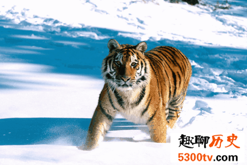 最大的猫科动物巨虎 史上无敌大