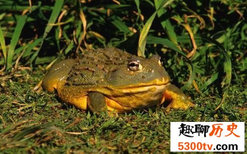 史上最大非洲牛蛙  一种可怕的吃人肉的蛙