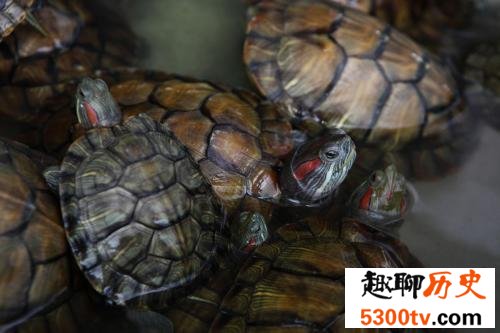 世界上最大的乌龟巴西龟 可是巴西龟能长多大呢