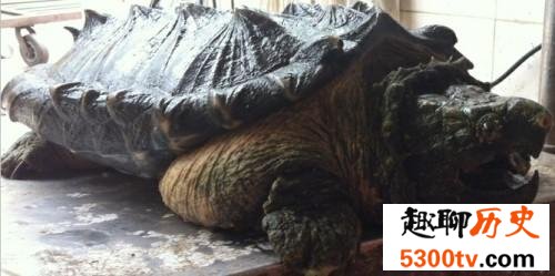 大鳄龟，世界上最大的水龟，咬合力惊人，极度危险