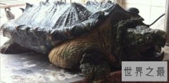 大鳄龟，世界上最大的水龟，咬合力惊人，极度危险