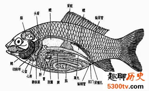 鱼为什么能在水里游