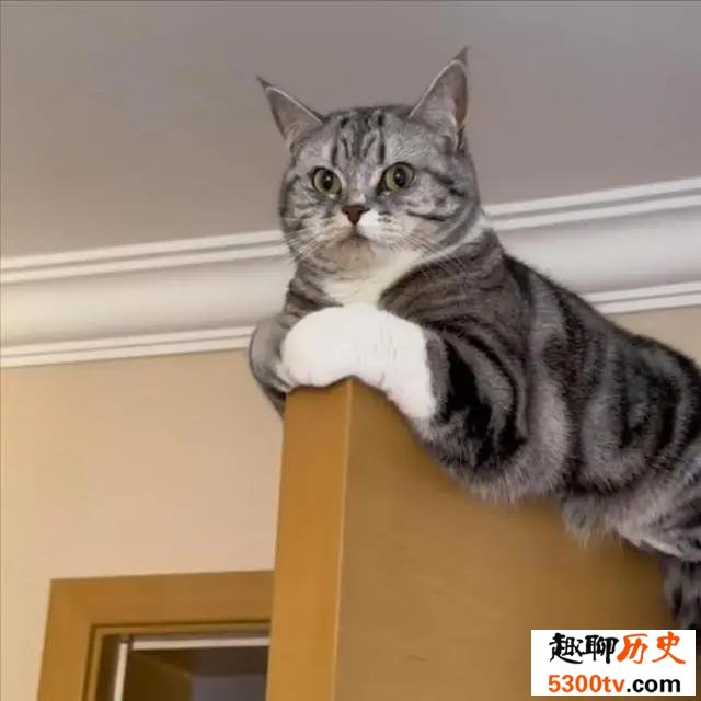 猫为什么喜欢爬高