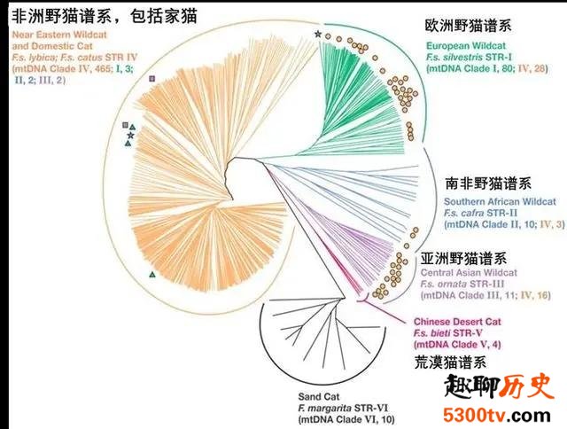 是人类驯化了猫 还是猫驯化了人类