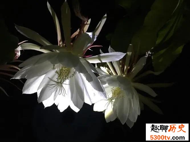 昙花开花的时间为什么那么短