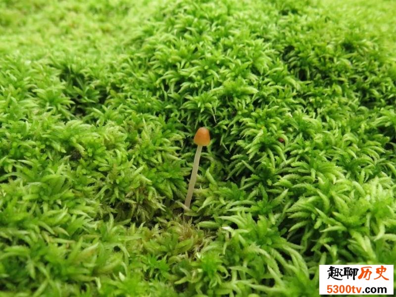 苔藓植物中的“海绵宝宝” 持水量可达2000%