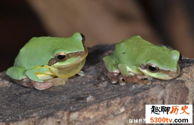 中国雨蛙:我国中南部特有的青蛙(喜欢在下雨前鸣叫)