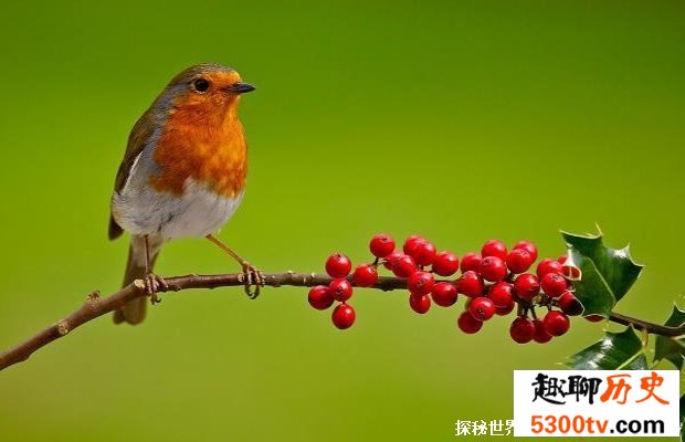 知更鸟:胸前长有标志性红斑(遍布亚欧非的各个角落)