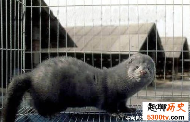 丹麦捕杀1700万只水貂 最后居然还有许多原因（捕杀水生物）